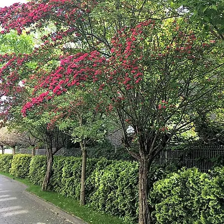 アパートホテル Gosciniec Tombor